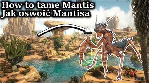 ark how to tame a mantis|what do mantis eat ark.